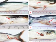 Xác định tác nhân gây bệnh lở loét trên cá da trơn nuôi tại ĐBSCL